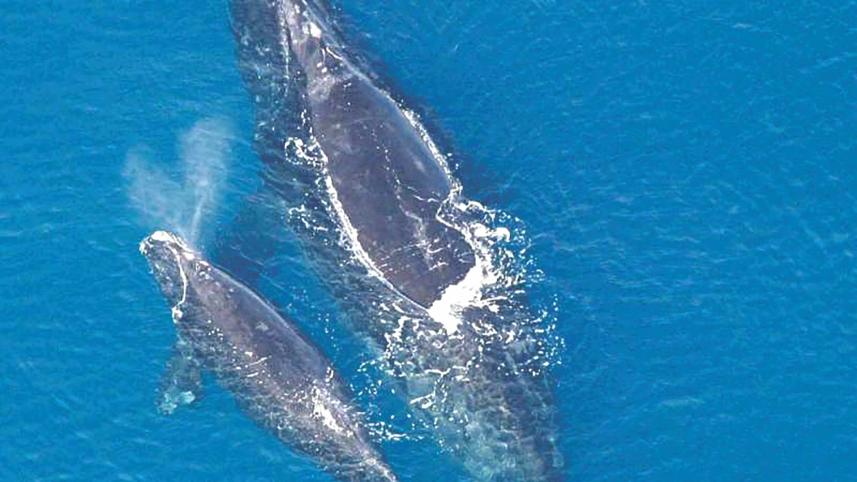 whale.jpg