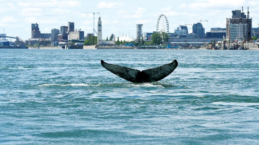 whale.jpg