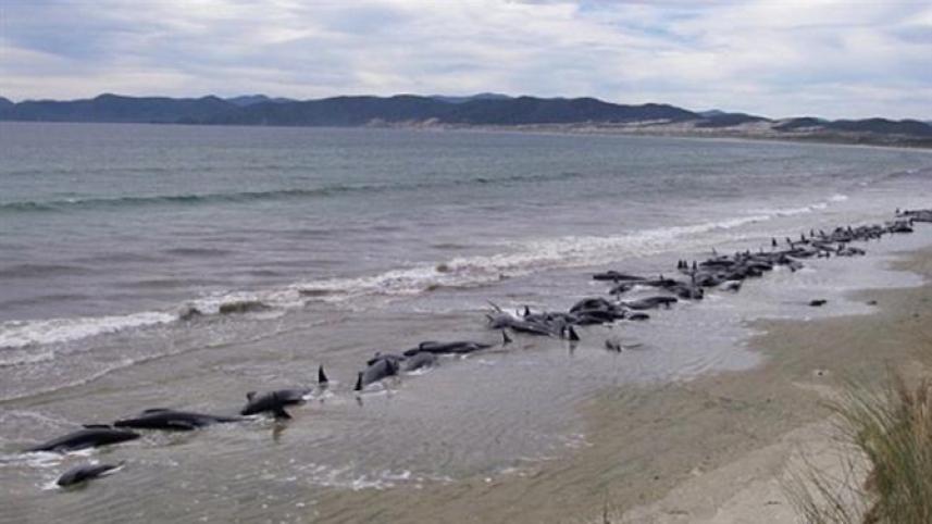 whale strdd NZ 3.jpg