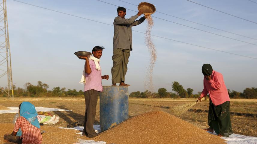 Wheat.jpg