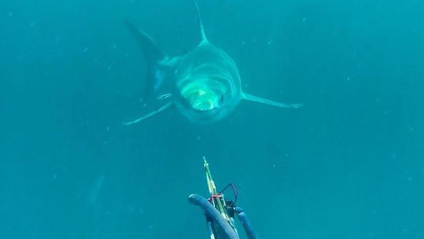 Brett Levington, spearfishing, coast of Cape Moreton, Queensland, white shark