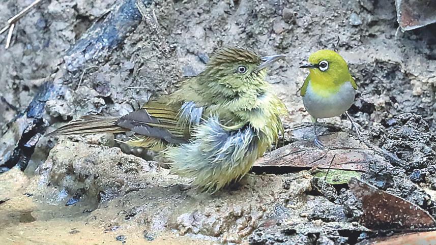 White-throated Bulbul.jpg