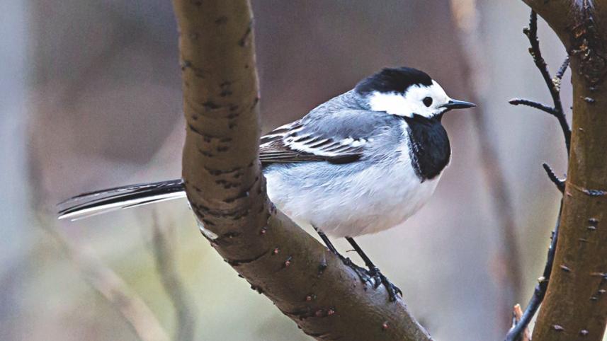 White wagtail.jpg