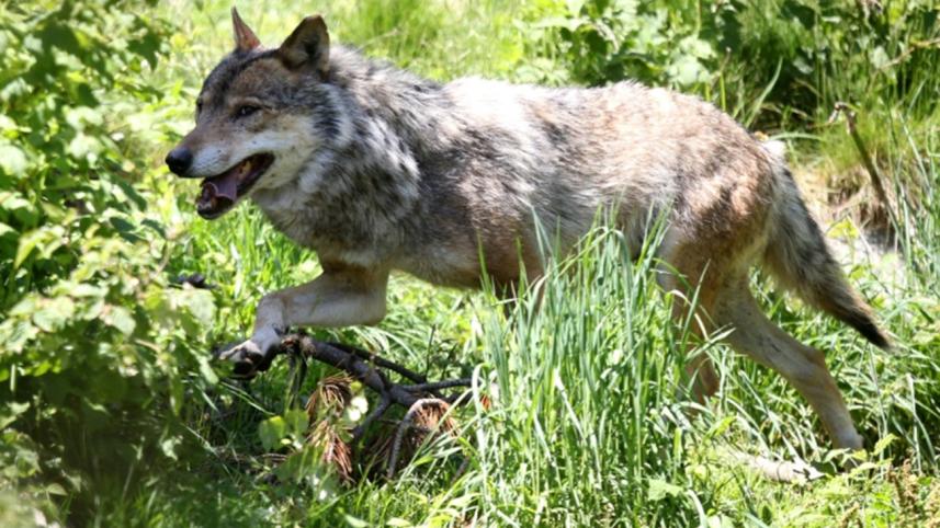 Wild-Wolf