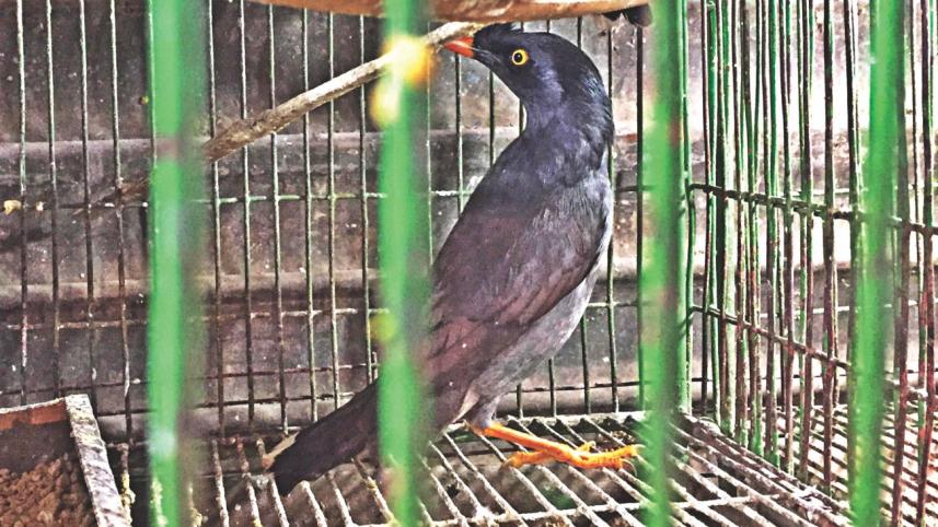 Wild Bird Sale 1.jpg