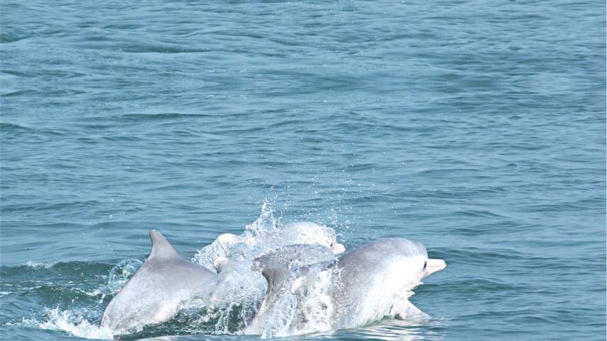 wildlife conservation