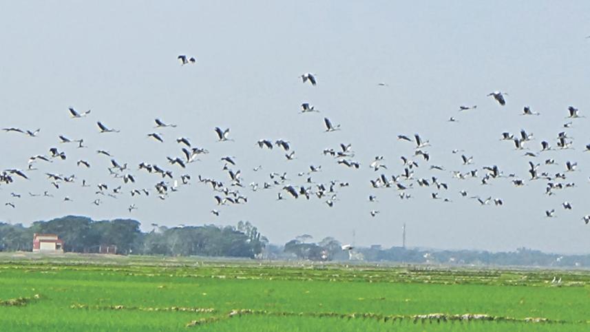 Winter birds Hakaluki Haor.jpg