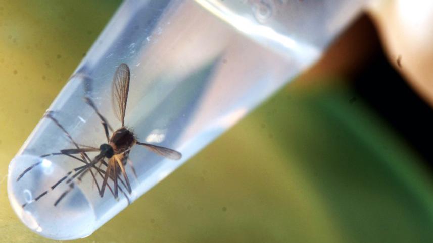 Zika-afp-wb.jpg