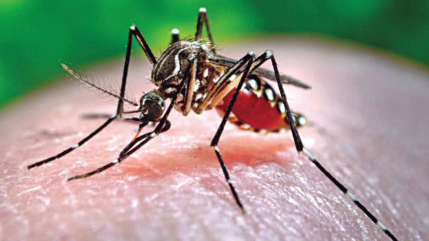 dengue_4.jpg