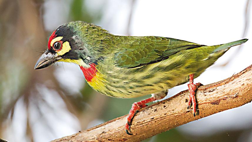 barbet.jpg