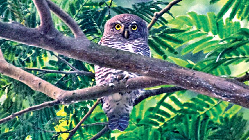 new-species-owl-rajshahi-university.jpg