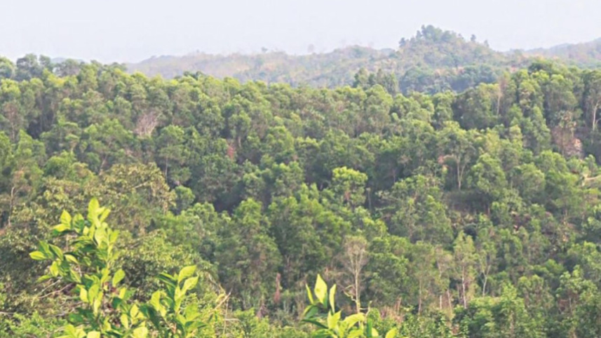 bangladesh_forestland.jpg