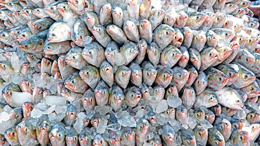 fish-production.jpg