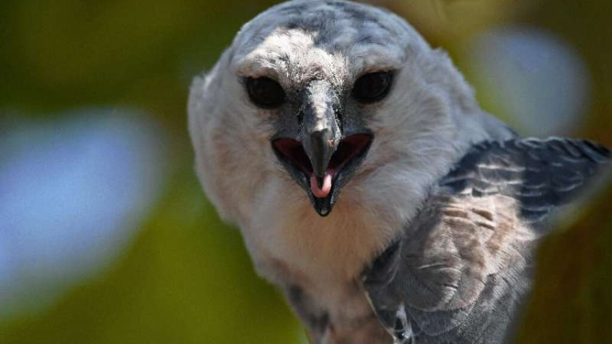 the-harpy-eagle-is-one.jpg