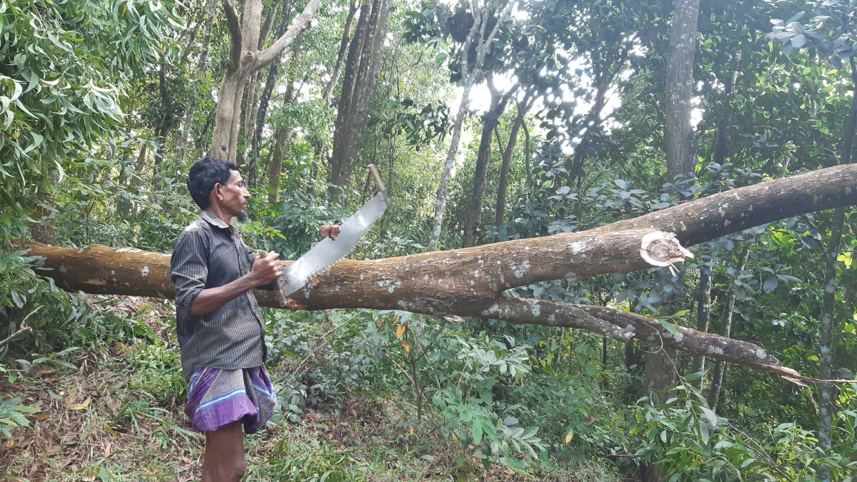 mindless-tree-felling.jpg