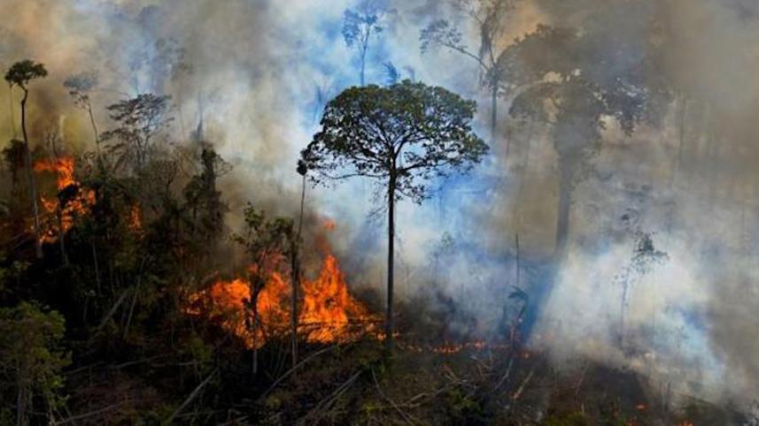 eu-plans-to-ban-food-imports-from-deforested-areas.jpg