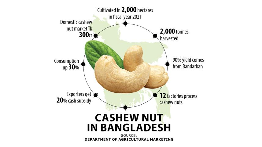 cashew.jpg