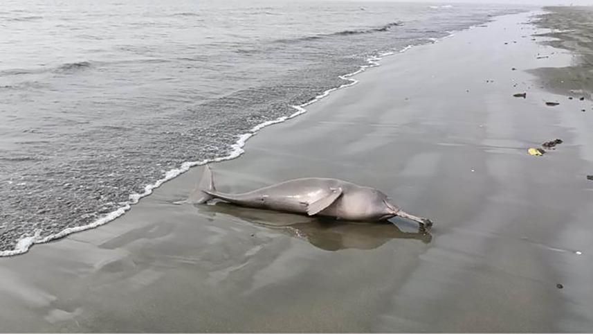 patuakhali-_dolphin_web.jpg