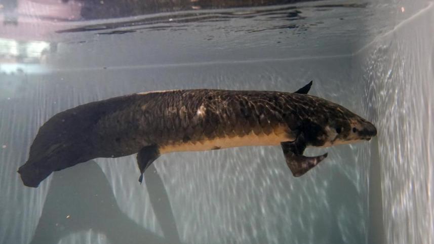 ap-3-methselah-oldest-fish