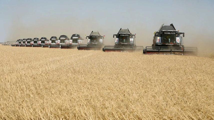 arabs-fear-for-wheat-supplies_0.jpg