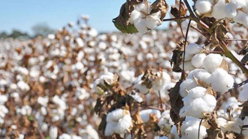 us-drought-pushes-cotton-prices.jpg