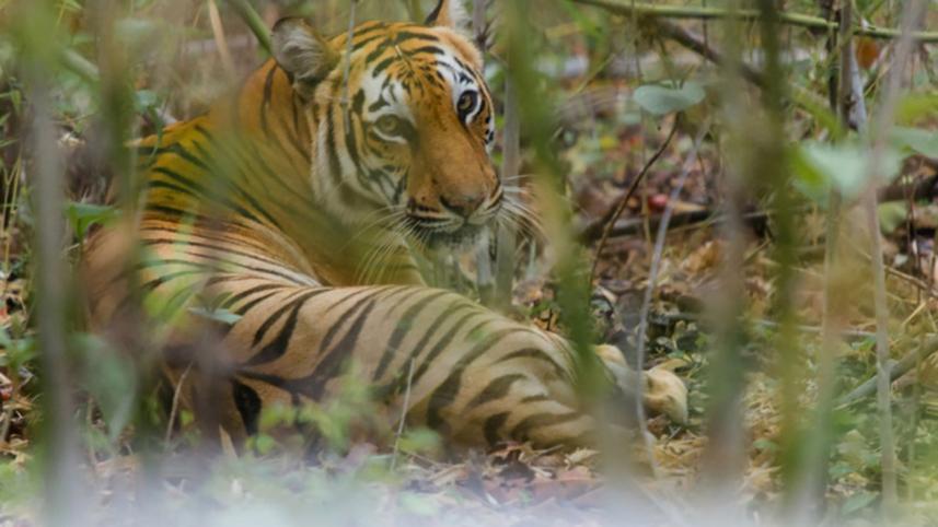bengal-tiger-spotted-sundarbans_web.jpg