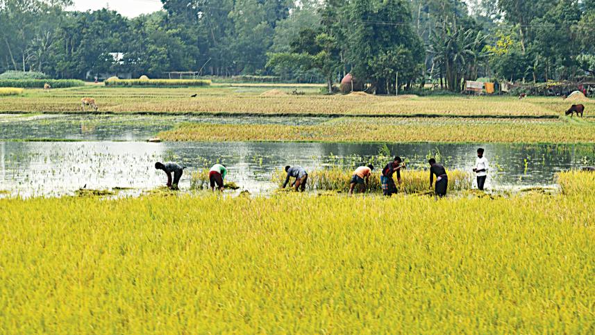 Price of finer paddy goes up