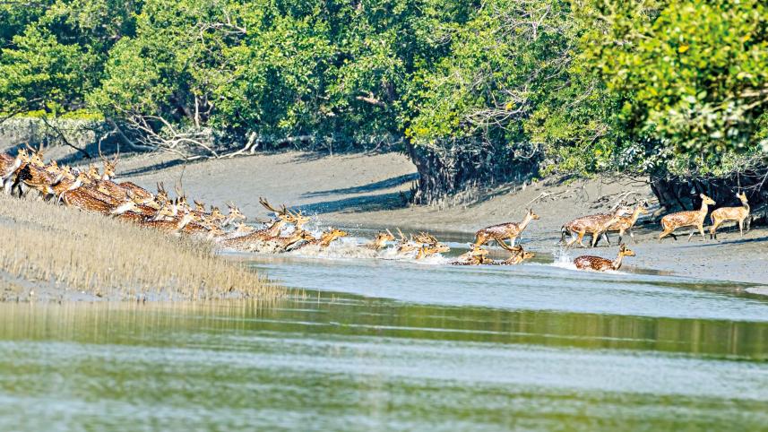 Spotted Deer crossing a canal near Kokilmoni