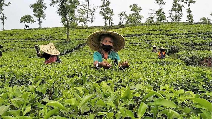 bangladesh-tea.jpg