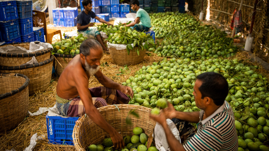 Sights and sounds of Chapai Nawabganj: the mango capital of Bangladesh