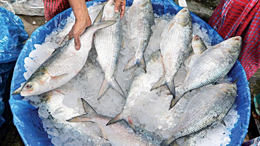 hilsa-2.jpg