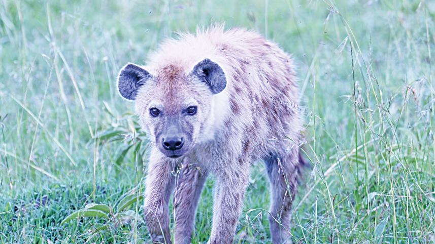 Hyena