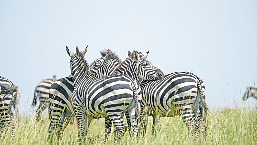 Zebras