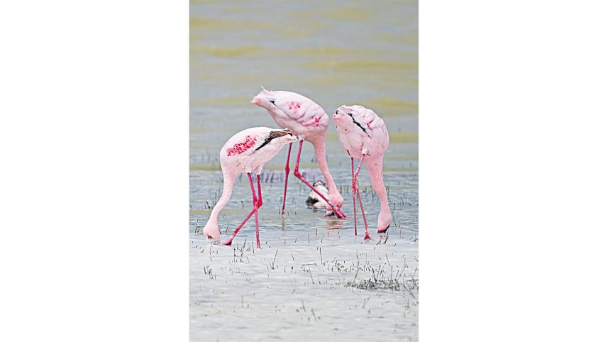 Maasai Mara-Serengeti