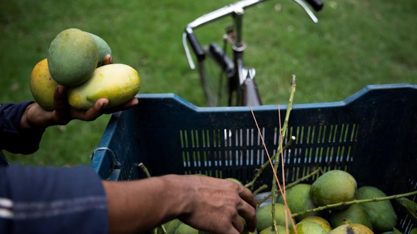 Mango Cultivation in Bangladesh