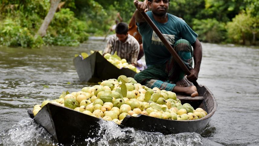 Guava floating market of Bhimruli, Pirojpur