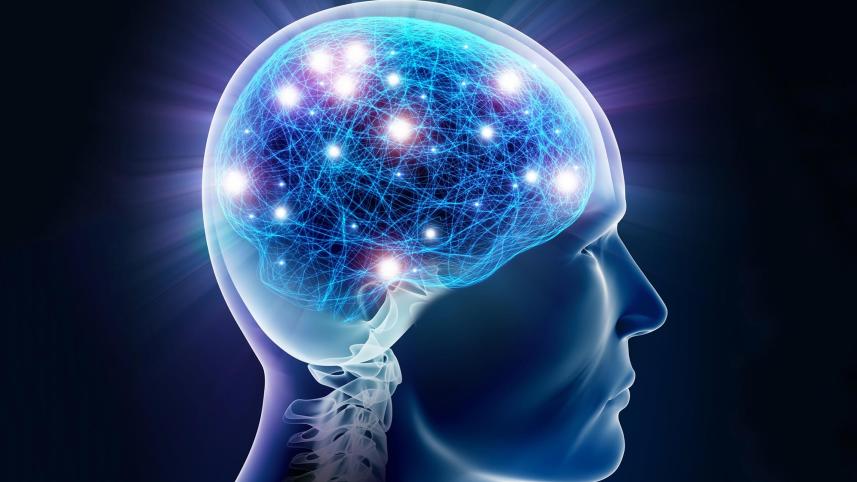 Human brain function