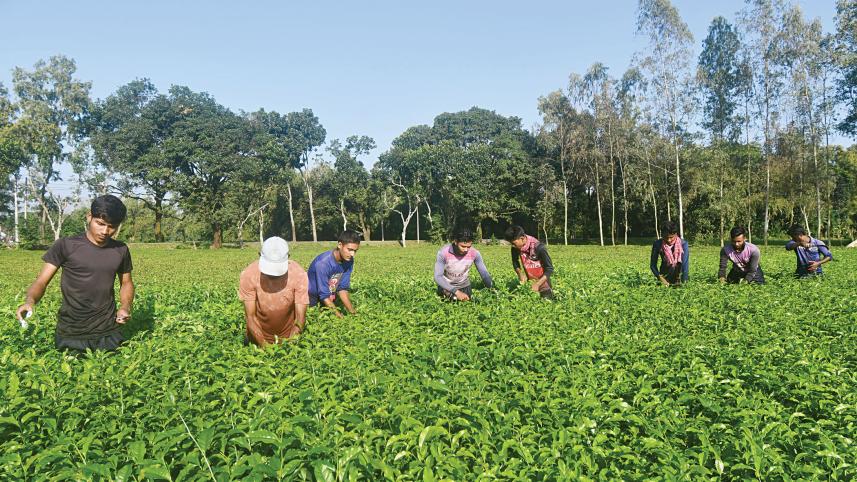 Kanchenjunga Bangladesh