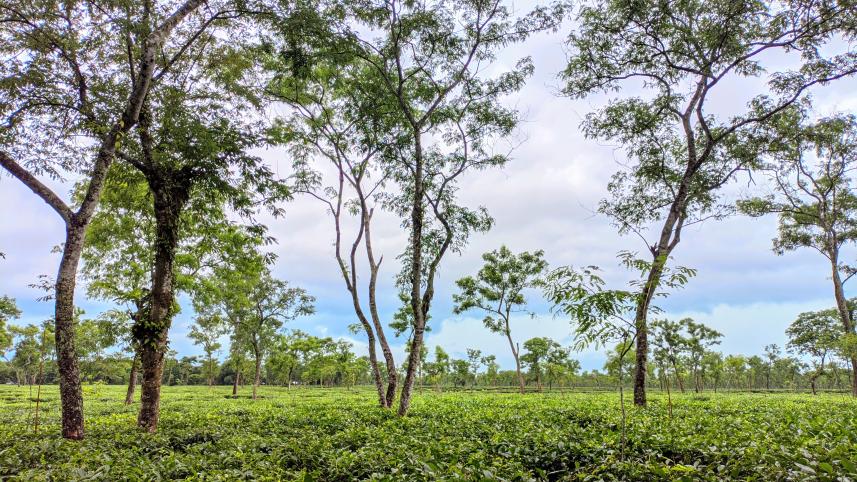 sreemangal 6 places in Bangladesh to visit in winter