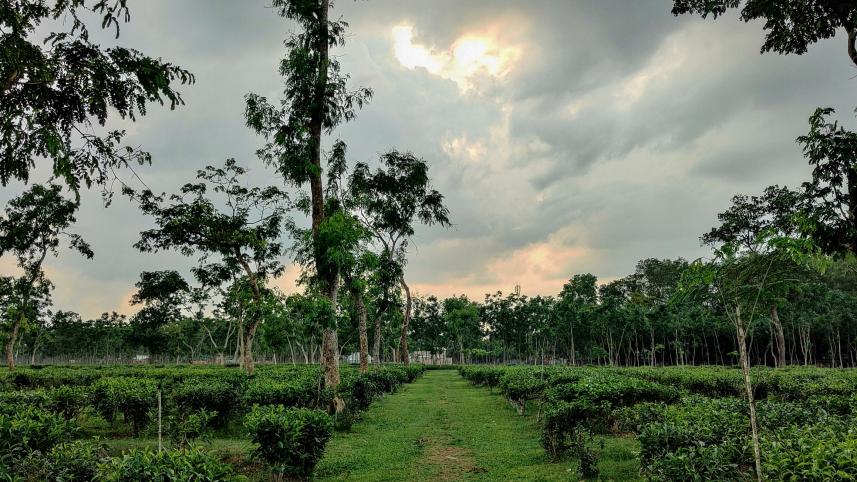 Top 5 places to visit in Sreemangal