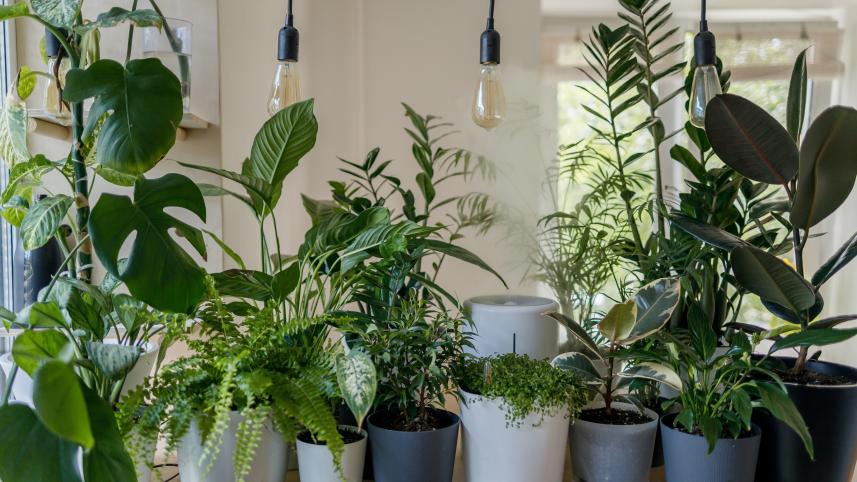 5 tips on caring for your indoor plants this winter 