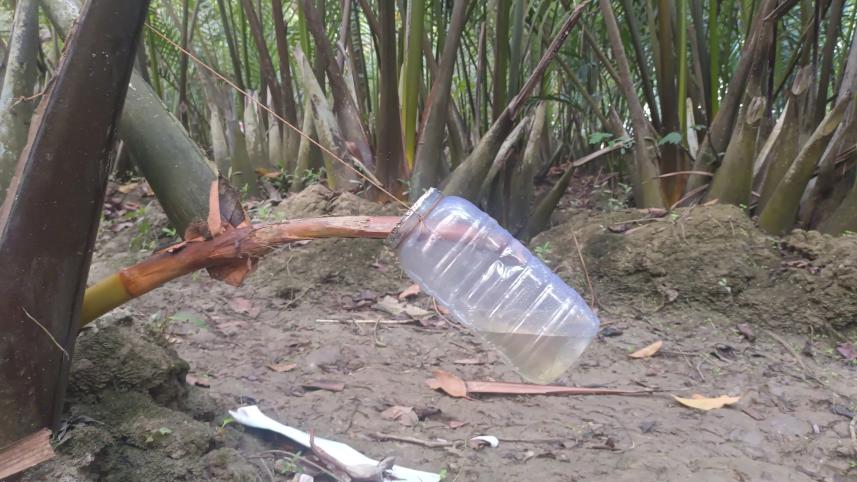 Nipa palm molasses, a little-known sweet with immense potential 