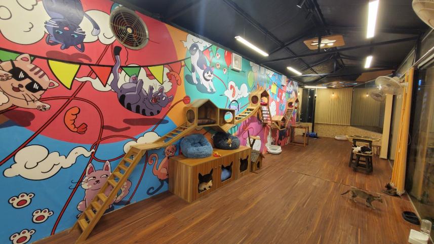 Capawcino Cat Café: Coffee and Paw-sitivity! 