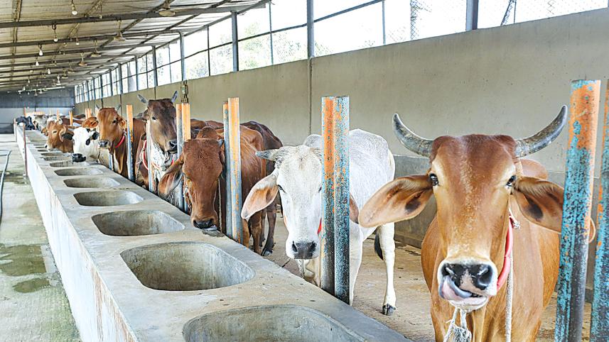 no shortage of sacrificial animals for Eid-ul-Azha