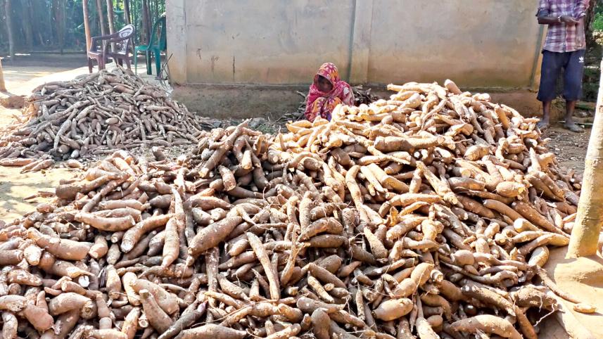 cassava-cultivation-2.jpg