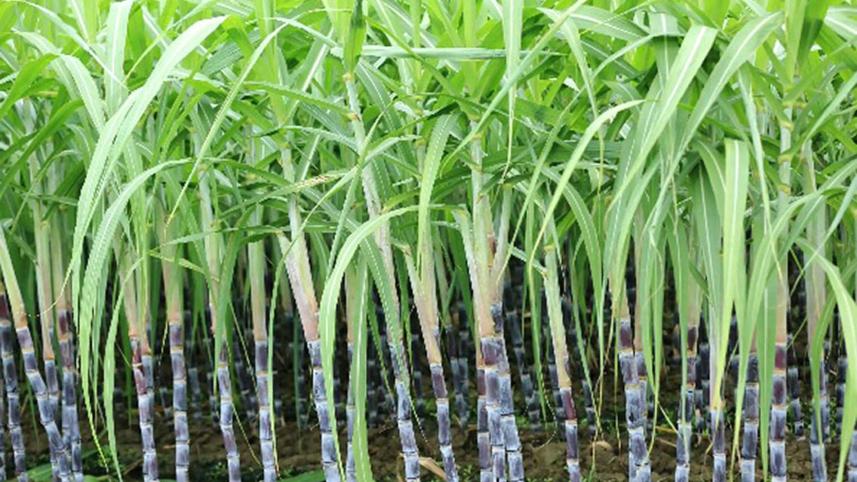 sugarcane