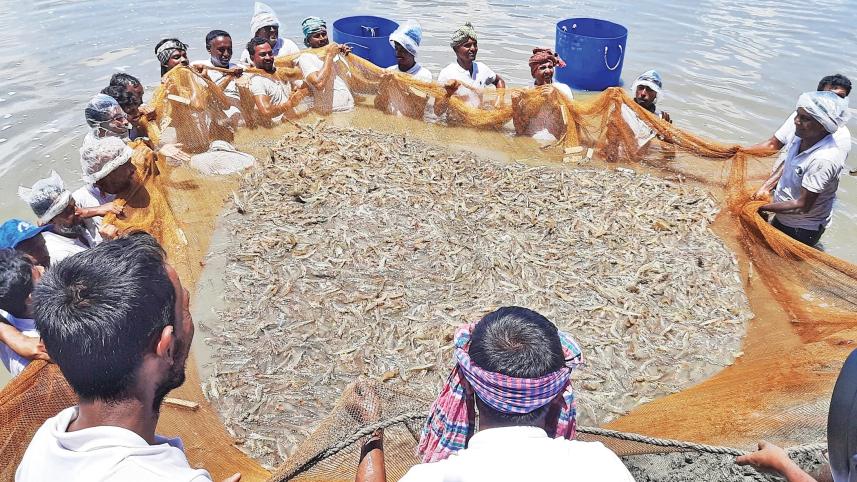 The environmental and social injustices of shrimp aquaculture