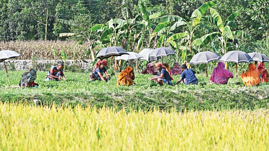 summer vegetables growth
