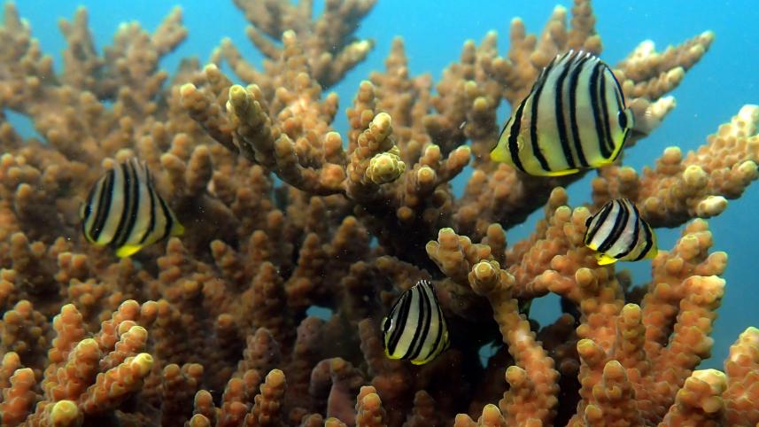 butterflyfish_bay_of_bengal_1.jpg