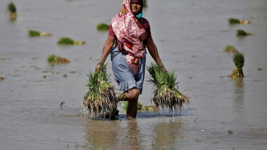 robust_rains_accelerate_rice_planting_in_india.jpg